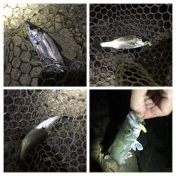 淀川ブリームゲーム バチ抜け つ抜け達成