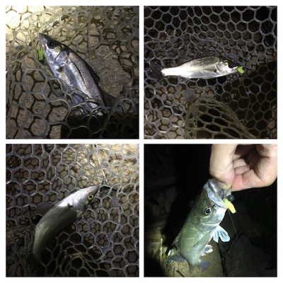 淀川ブリームゲーム バチ抜け つ抜け達成