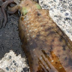 春イカエギング