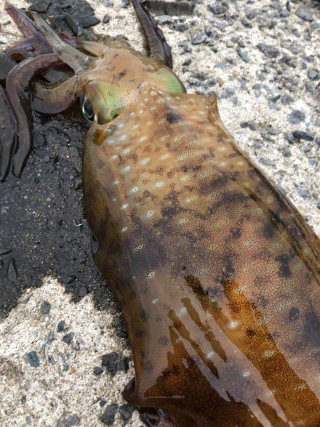 春イカエギング