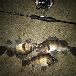 儚き夢 尺を求めて