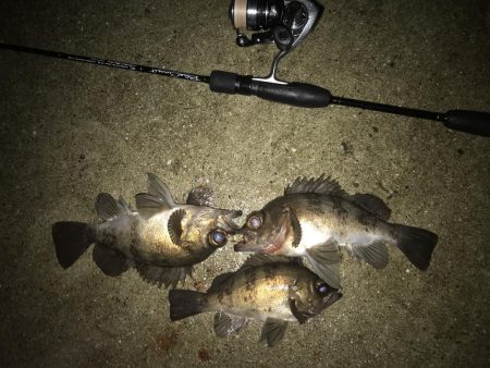 儚き夢 尺を求めて