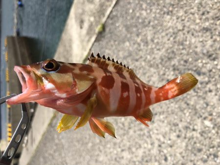 ファミリーフィッシング