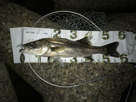 リアクションバイト