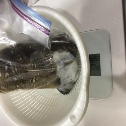 短時間夕まずめエギング