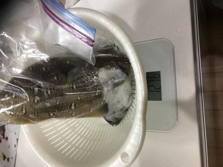 短時間夕まずめエギング