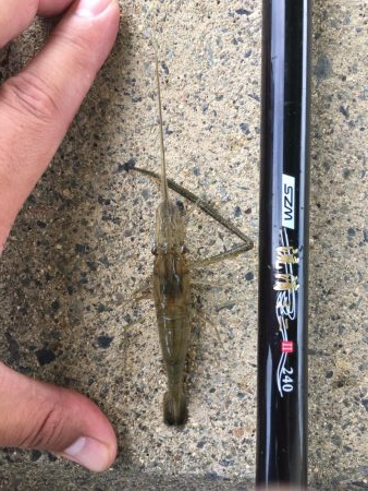 手長エビ ハゼ
