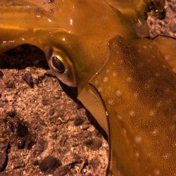 梅雨時期エギング