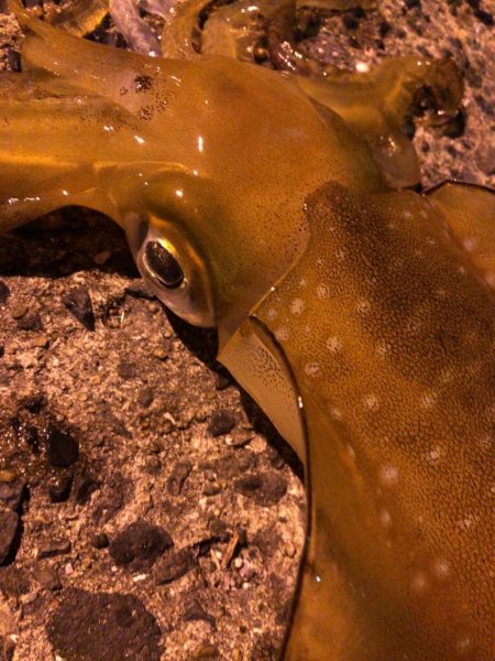 梅雨時期エギング