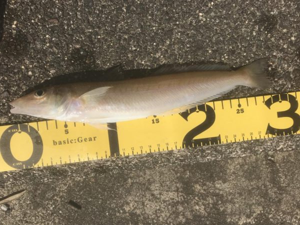 今期初 ボートでキス釣り