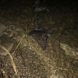 ランカー!と思いきや、、