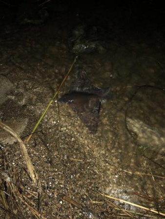 ランカー!と思いきや、、