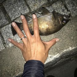 メバル トップゲーム