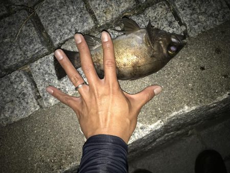 メバル トップゲーム