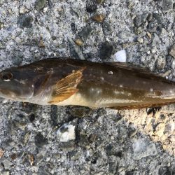 久々の大蔵海岸。