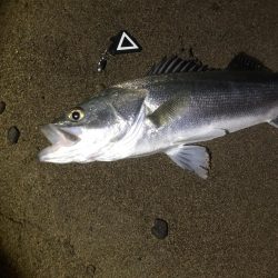 サーフシーバス