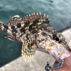 ちょこっとフィッシング!