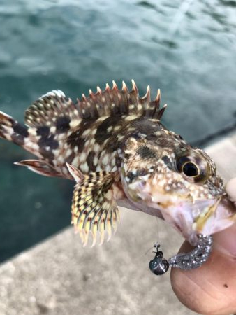 ちょこっとフィッシング!