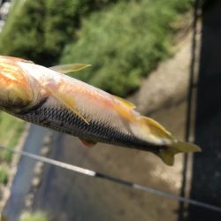 天神川スプーン調査