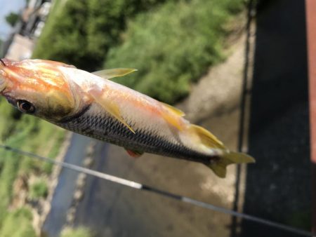 天神川スプーン調査