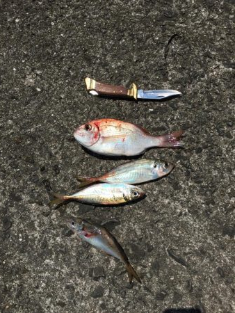 雨後の波止釣り