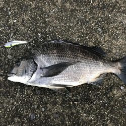 ミスキャストしたら釣れた(//∇//)