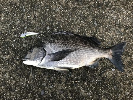 ミスキャストしたら釣れた(//∇//)