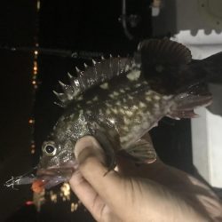 名港ボートマゴチ・根魚