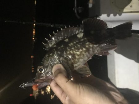 名港ボートマゴチ・根魚