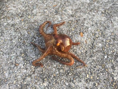 今年の初タコ