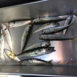小鯖の飲ませ釣り