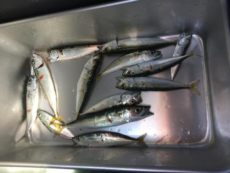 小鯖の飲ませ釣り