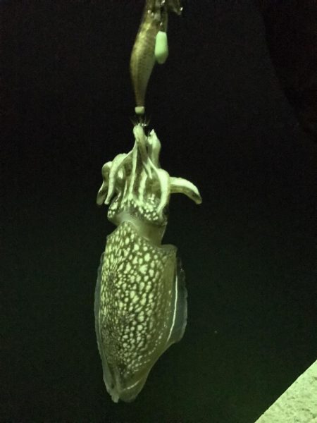 広島に引っ越して初めてのエギング