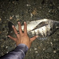 メバルプラッキング…⁇