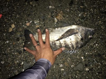 メバルプラッキング…⁇