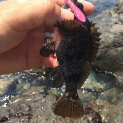 癒しのガシリング