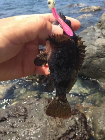 癒しのガシリング