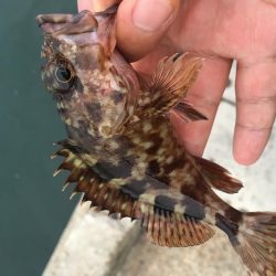 メバルは何処へ？