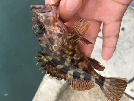 メバルは何処へ？