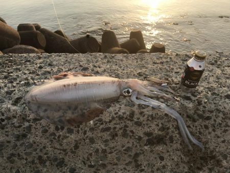 志賀島エギング