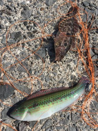 ジグで投げ釣り