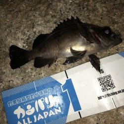 メバルフィーバー継続中！