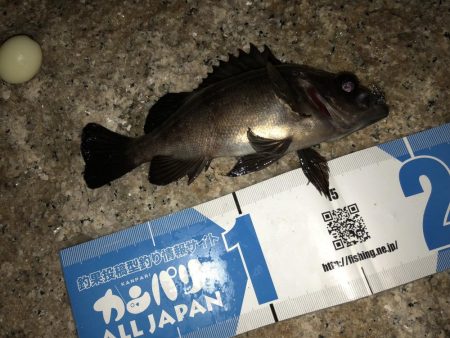 メバルフィーバー継続中！