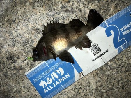 会社帰りプチメバル