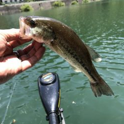 一匹釣って急用で撤収