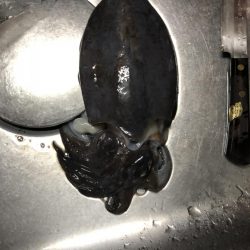 まづめエギング