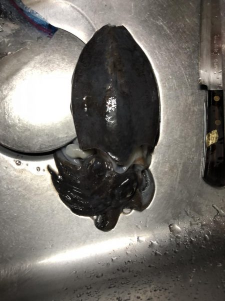 まづめエギング