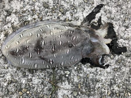 夕まずめエギング 9戦７勝 足どこいった？…