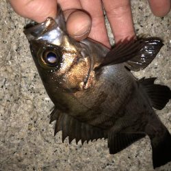 雨上がりメバリング