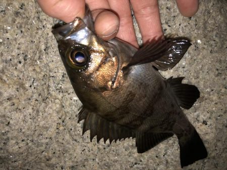 雨上がりメバリング